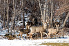 Deer : 