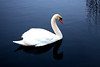 Birds On Water And Misc Birds : 