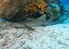 Cozumel, Mexico March 2007 : 