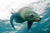 Channel Islands California : 