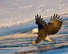 Birds Of Prey : 