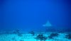 Rapture Of The Deep : 