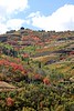 The Wasatch Front In Autumn : 