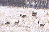 Marty Everhard > 5831 Buck Deer an  Family On hill