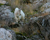 Mountain Goats Of Little Cottonwood Canyon : 