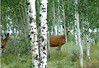 Marty Everhard > Deer photo