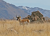 Antelope : 