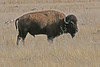 Bison : 