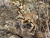 Marty Everhard > Deer photo
