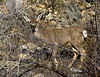 Marty Everhard > Deer photo