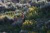 Marty Everhard > Deer photo