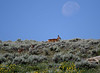 Marty Everhard > Deer photo