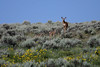 Marty Everhard > Deer photo