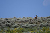 Marty Everhard > Deer photo