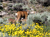 Marty Everhard > Deer photo