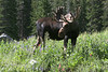 The Moose : 